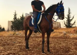 فرس انجليزيه من الطراز الذهبي