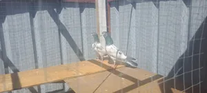 Pigeons4