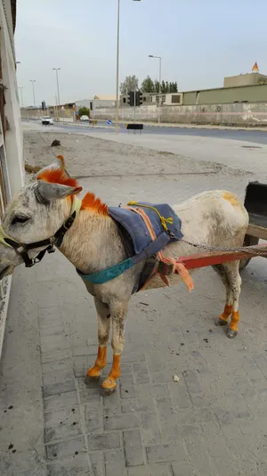 ‏حمير‏0