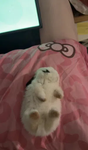 ارنب قزم هولندي مع اغراضه كامله وقفصه