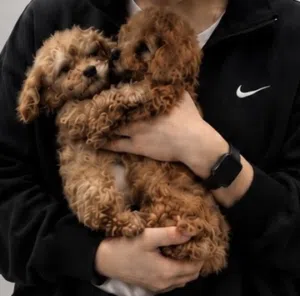 Poodle -Toy poodle /توي بودل