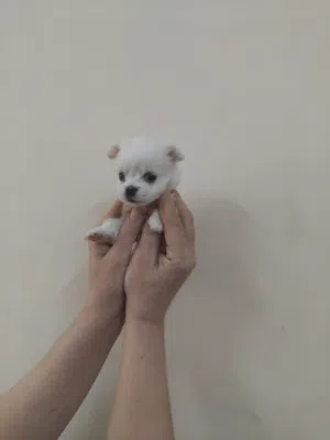 Maltese puppy for stings