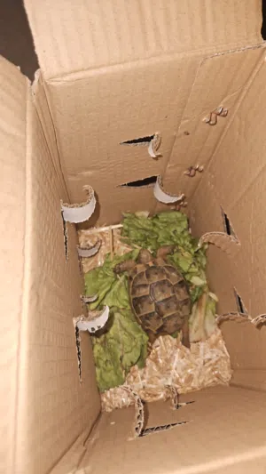 سلحفاة يونانيه صغيره مع جميع ملحقاتها 25 ريال  baby tortoise for sale with all its belongings 25 omr
