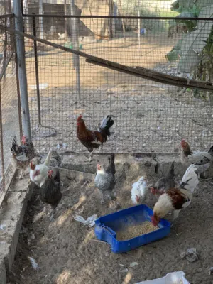 دجاج بياض العمر سنه ونص والحمدالله بصحه وانتاج ف البيض الجاد التواصل الخاص الموقع ابوعبالي المغسر