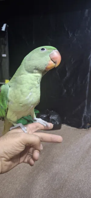 طير دره نيبالي
