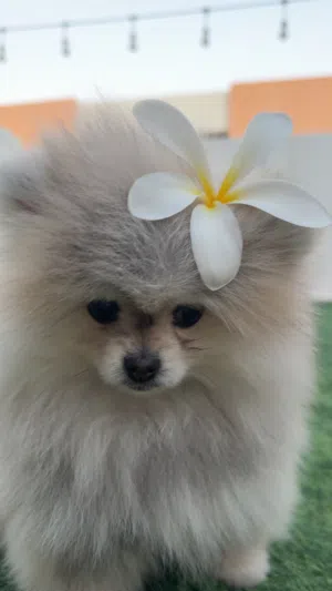 puppy high quality pom  mini size toy