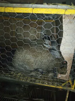 ارانب هجين بابيون فرنسي وارانب والفلاندر