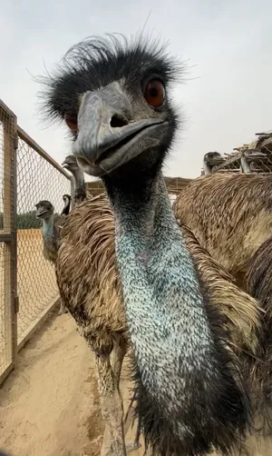 ‏دجاج‏4
