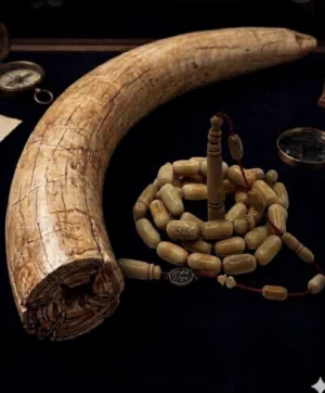 سبحه من عاج الماموث