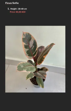Premium Indoor Plants - نباتات زينة مختلف الاحجام  - Good prices - والانواع