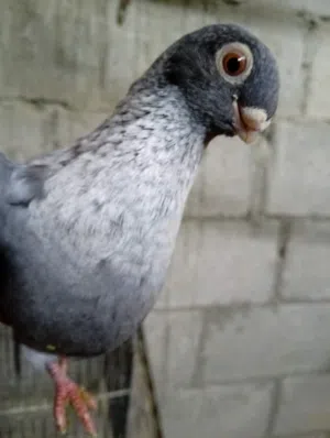 طيره قرقاطيه شغاله ام فراخ