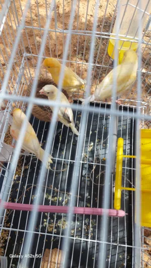 كوبيه كناري تحتها فرخين وكر يتخطى من جديد بدحي