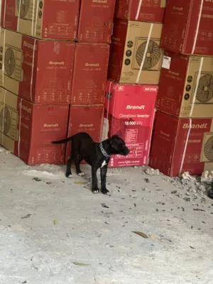 Dog almo للبيع عمرها شهرين او ايام 10