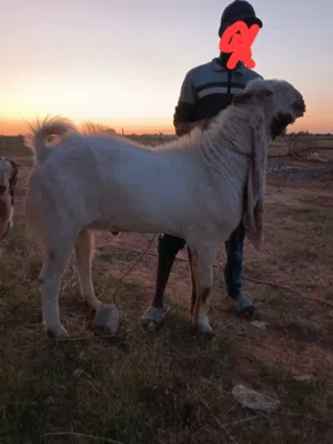 جدي حجازي صرف