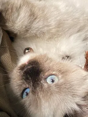 قطة سيامي أصلية للبيع – نظيفة ومدربة  سبب البيع عدم التفرغ