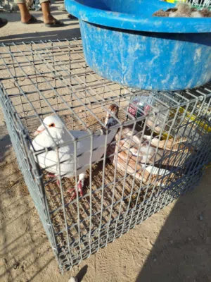 جوز مالطي تحتته فرخ حاجه ربي يبارك مصراته