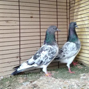 الحمدالله 