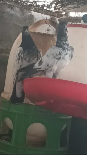 بيع حمام تيدي أصلي