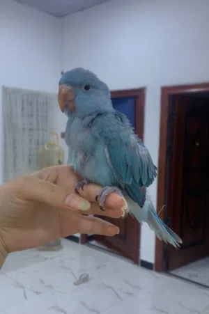 ببغاء دره هندي
