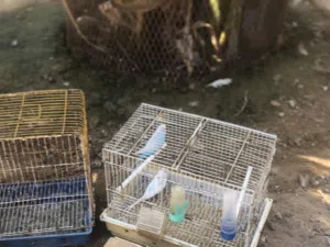 اربعة من الطيور زوز كوبيات بقلينو