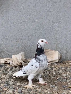 حمام للبيع شوف الوصف