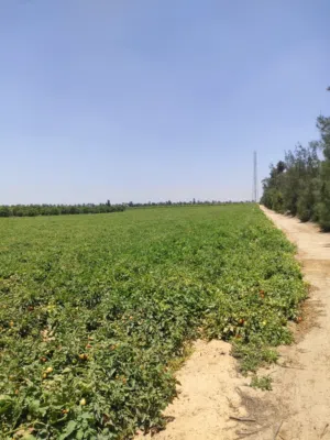 103فدان للبيع ملك مسجله حيازه زراعة طريق مصر اسكندريه الصحراوي النابوريه