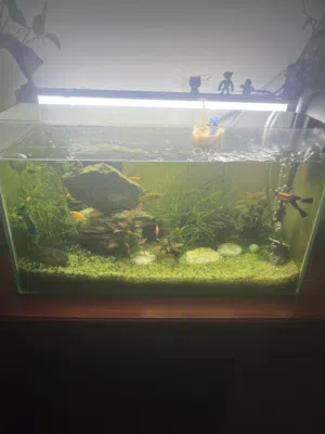 Natural planted aquarium with full setup for sale