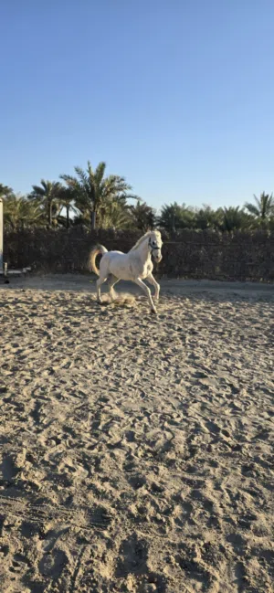حصان للبيع عربي رفيع نضيف