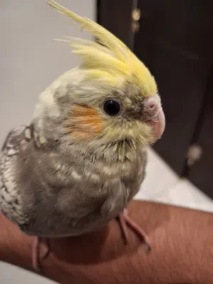 Healthy cockatiel parrot very active and beautiful.  Friendly and hand trained.  Location: Riyadh