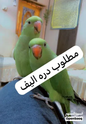 مطلوب درة اليف