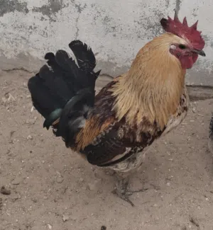 2 Roosters for Sale