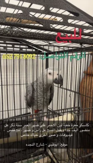 كاسكو أليف جدا