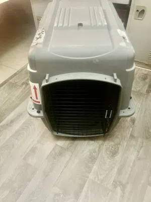Dog  Travel