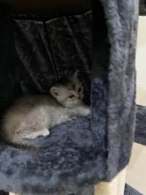 White sliver Scottish-British short hair kitten for sale!