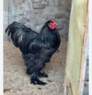 ‏دجاج‏1