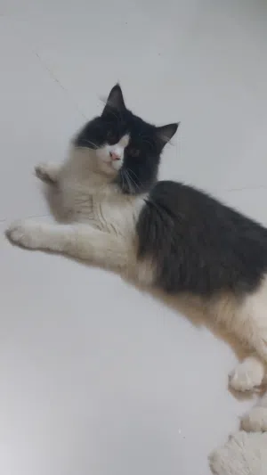 للبيع عاجل حاجه للمبلغ ..قط شيرازي للبيع ذكر عمر 9 شهور. ارجو التواصل على واتس فقط.. و عدم الاتصال.