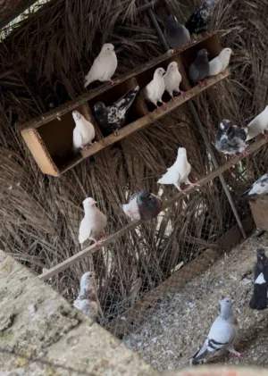 للبيع حمام مكس