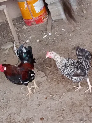 دجاج عماني