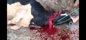 ذبح الذبائح جزارة ذبح وصلخ وتقطيع الخراف والماعز والأبقار والجاموس والابل والنعام