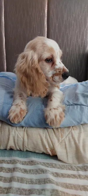 جرو اسبانيل كوكر Spaniel Cocker Puppy