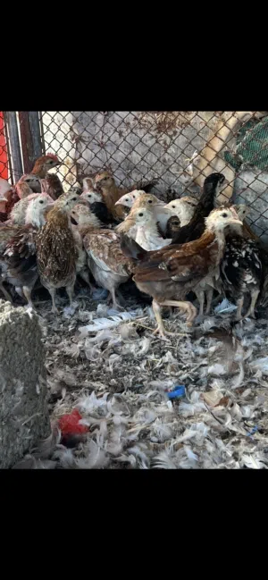 للبيع دجاج وبط اقرء الوصف