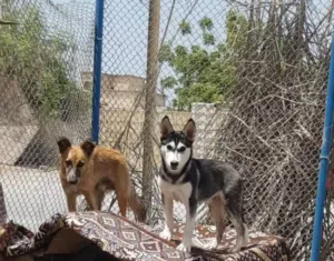الكلبين نظيفين جدا ومتطعمين كل شي  الهاسكي 3 شهور بدون تدريب والتاني 7 شهور ومدرب طاعة