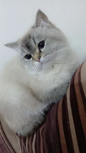 قطة هملايا عمرها سنة أنثى للبيع بسعر رمزي