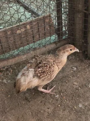 صفرد ذكر باكستاني منتج