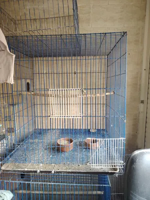 Accessories . Birds & Poultry0