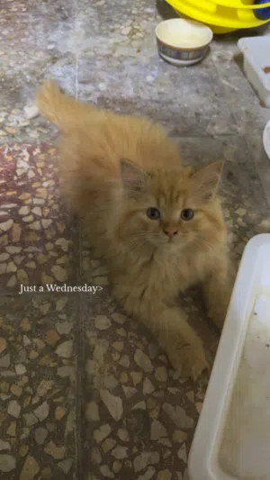 Multi color persian cats.