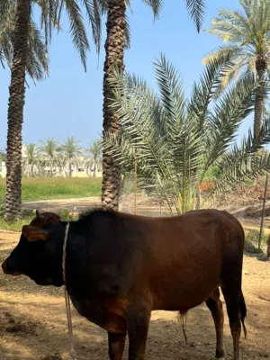 عجل عماني...