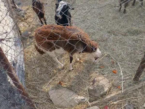 كبش نعيمي للبيع