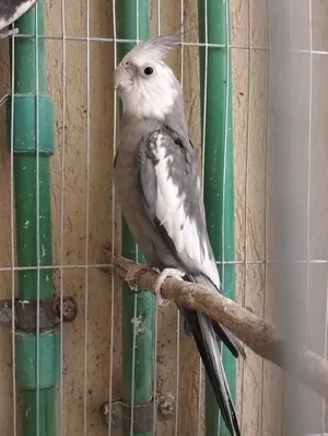 Birds0