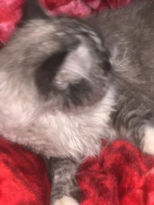 قط للبيع في المفرق ب روضه الاميره بسمه التواصل واتس فقط